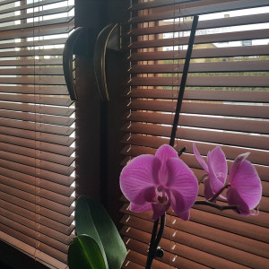 Żaluzja drewniana 25 mm w rozm. 60x120 cm z kolekcji "Natural" 2